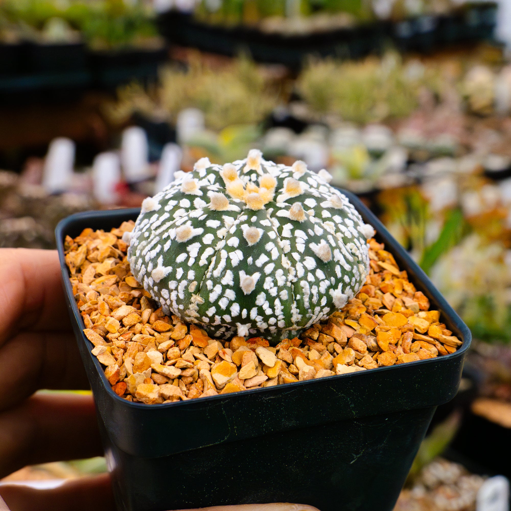 Astrophytum asterias - &#39;V-Type&#39; | One &amp; Only | A