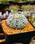 Astrophytum asterias - 'V-Type' | One & Only | A