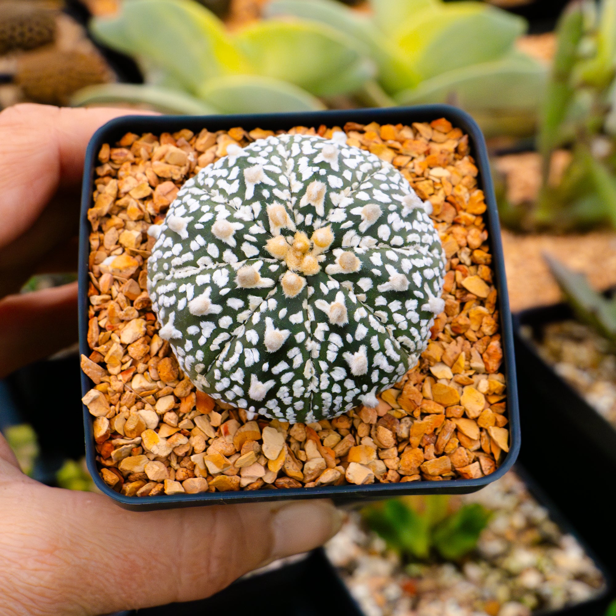 Astrophytum asterias - &#39;V-Type&#39; | One &amp; Only | A