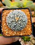 Astrophytum asterias - 'V-Type' | One & Only | A