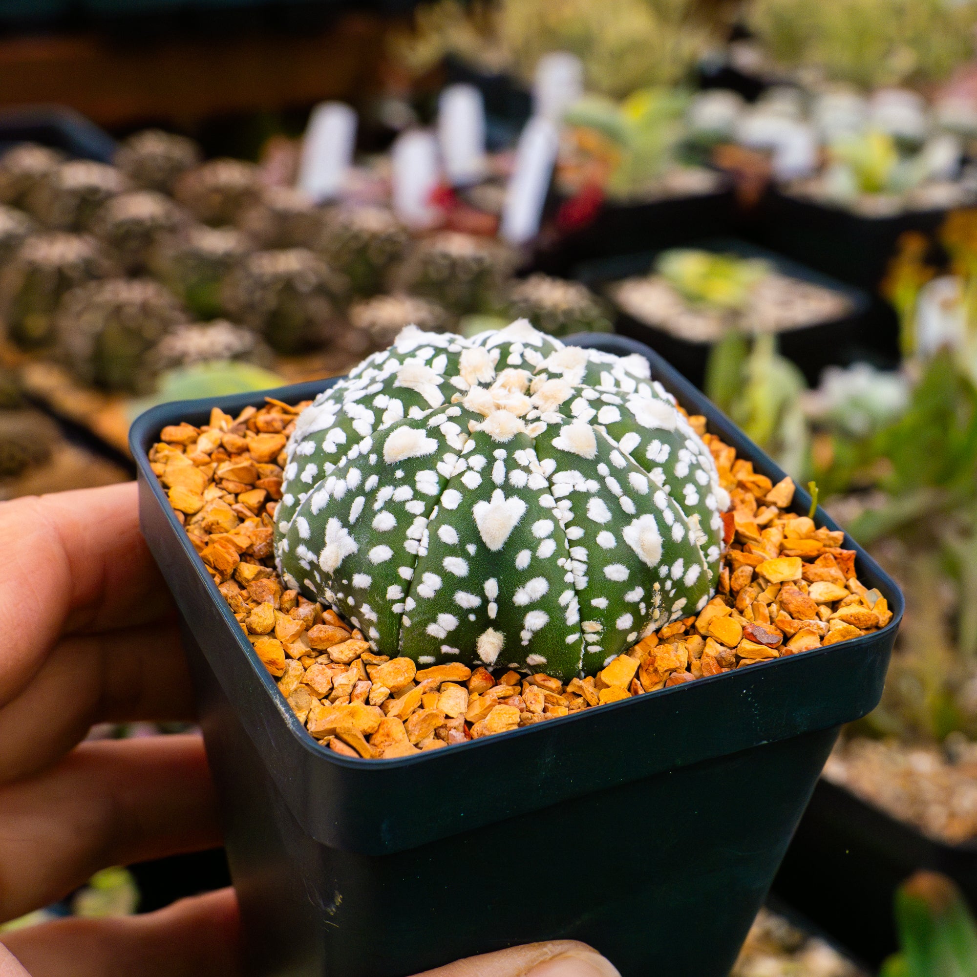 Astrophytum asterias - &#39;V-Type&#39; | One &amp; Only | E