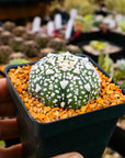 Astrophytum asterias - 'V-Type' | One & Only | E