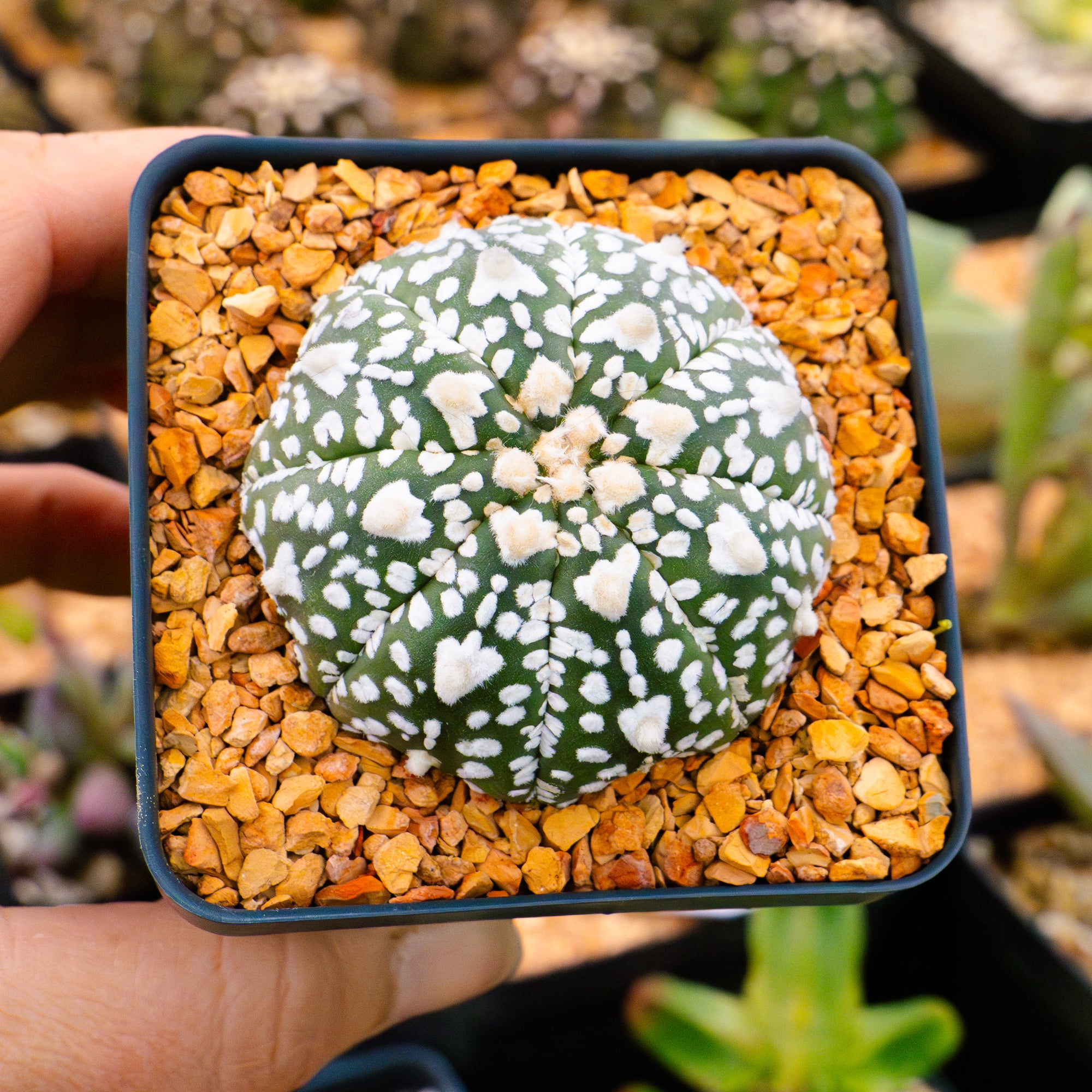 Astrophytum asterias - &#39;V-Type&#39; | One &amp; Only | E