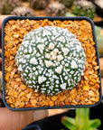 Astrophytum asterias - 'V-Type' | One & Only | E