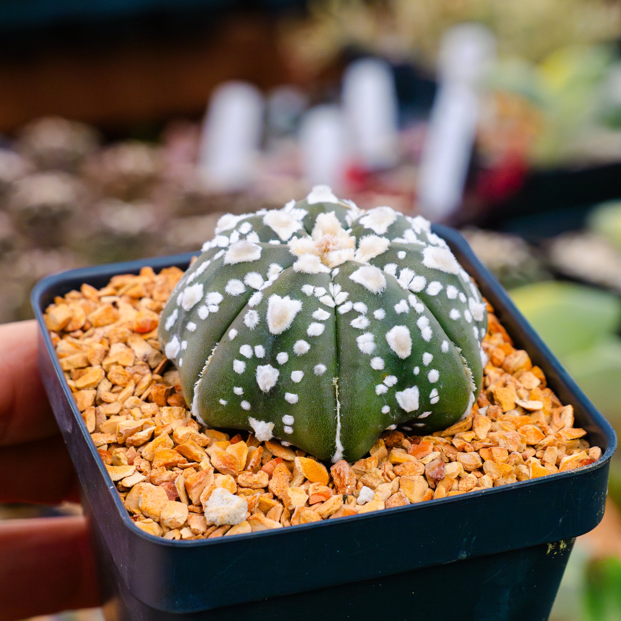 Astrophytum asterias - &#39;V-Type&#39; | One &amp; Only | F