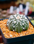 Astrophytum asterias - 'V-Type' | One & Only | F