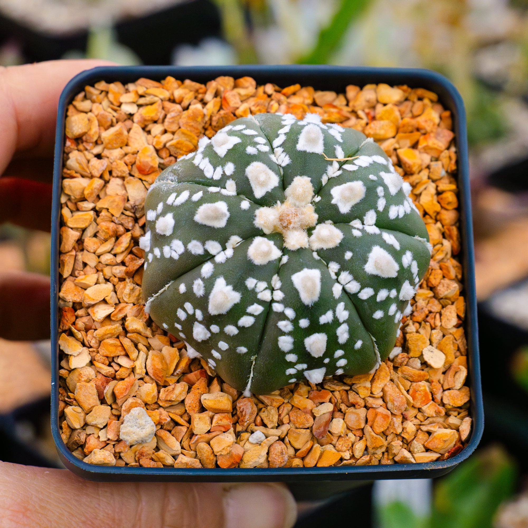 Astrophytum asterias - &#39;V-Type&#39; | One &amp; Only | F