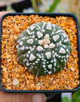 Astrophytum asterias - 'V-Type' | One & Only | F