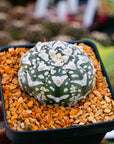 Astrophytum asterias - 'V-Type' | One & Only | G