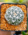 Astrophytum asterias - 'V-Type' | One & Only | G