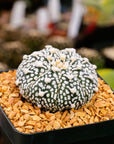 Astrophytum asterias - 'V-Type' | One & Only | H