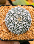 Astrophytum asterias - 'V-Type' | One & Only | H