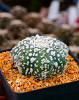 Astrophytum asterias - 'V-Type' | One & Only | I