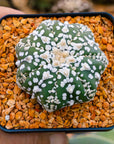 Astrophytum asterias - 'V-Type' | One & Only | I