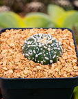 Astrophytum asterias - 'V-Type' | One & Only | J