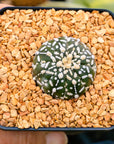 Astrophytum asterias - 'V-Type' | One & Only | J