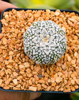 Astrophytum asterias - 'V-Type' | One & Only | K