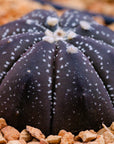 Astrophytum asterias f. purple dotted