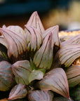 Haworthia magnifica v.atrofusca mutant