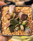 Adromischus cristatus 'Purple Skin'