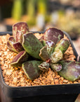 Adromischus cristatus 'Purple Skin'