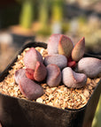 Adromischus 'Sweet Heart'