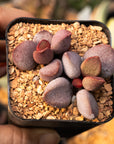 Adromischus 'Sweet Heart'