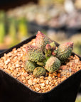 Adromischus marianae v herrei 'Lime Drop'