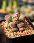 Adromischus marianae v herrei 'Lime Drop'