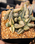 Adromischus marianae 'Leaf Edges White'