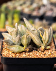 Adromischus marianae 'Leaf Edges White'