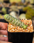 Crassula barklyi - Rattlesnake Tail