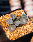 Haworthia groenwaldii