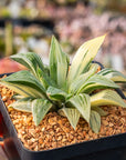 Haworthia 'Shark' variegated