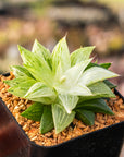 Haworthia 'Ice Kurozato' variegated