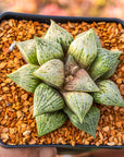 Haworthia 'Taoyuan'