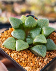 Haworthia springbokvlakensis cv 'Green Finger'