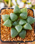 Haworthia springbokvlakensis cv 'Green Finger'