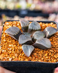 Haworthia springbokvlakensis cv 'Eagles Claw'