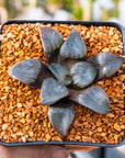 Haworthia springbokvlakensis cv 'Eagles Claw'