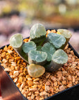 Haworthia maughanni 'Shinkiro'