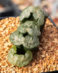 Haworthia truncata 'Black Woutera'