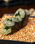 Haworthia truncata 'Black Woutera'