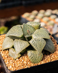 Haworthia emelyae var comptoniana 'Crystal 101'