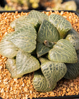 Haworthia emelyae var comptoniana 'Crystal 101'