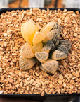 Haworthia 'Mordor' variegated | One & Only | A