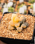 Haworthia 'Mordor' variegated | One & Only | A