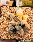 Haworthia 'Mordor' variegated | One & Only | B