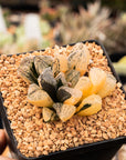 Haworthia 'Mordor' variegated | One & Only | B