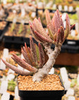 Adromischus marianae var. antidorcatum long leaf form | One & Only | A